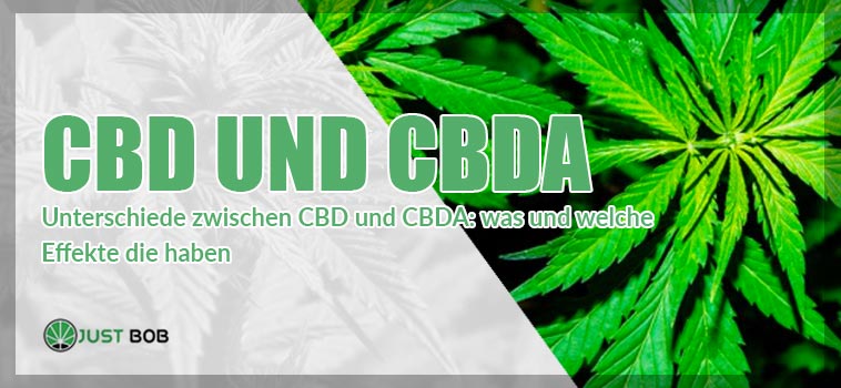 CBD Und CBDA: Was Sind Die Unterschiede? | JustBob