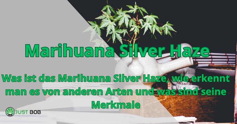 Marihuana Silver Haze: Alles, was Sie darüber wissen müssen