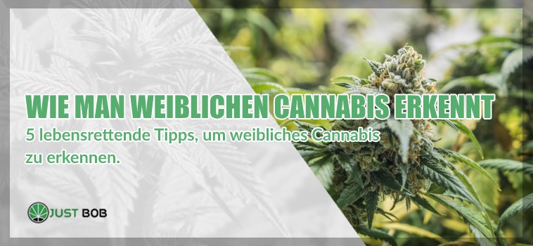 https://www.justbob.de/wp-content/uploads/2020/04/weiblichen-marijuana-cbd.jpg