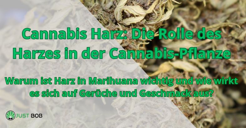 Die Rolle des Harzes in der Cannabis-Pflanze