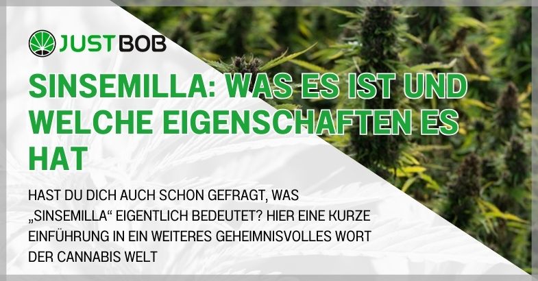 Sinsemilla: was es ist und welche Eigenschaften es hat