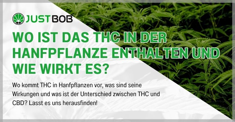 Wo ist das THC in der Hanfpflanze enthalten und wie wirkt es?