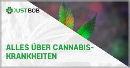 Alles über Cannabis-Krankheiten