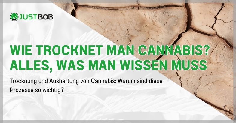 Wie trocknet man Cannabis? Alles, was man wissen muss