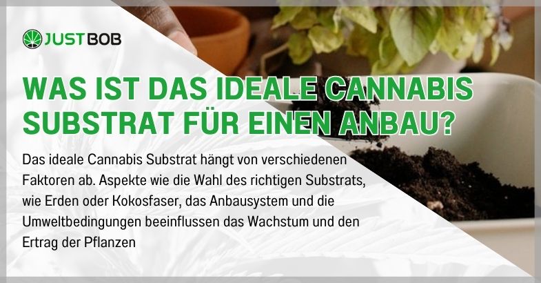 Was ist das ideale Cannabis Substrat für einen Anbau?