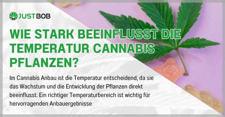 Wie stark beeinflusst die Temperatur Cannabis Pflanzen?