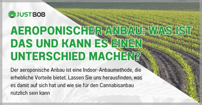 Aeroponischer Anbau: Was ist das und kann es einen Unterschied machen?