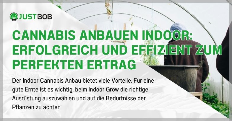 Cannabis Anbauen Indoor: Erfolgreich und effizient zum perfekten Ertrag