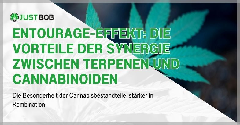 Entourage-Effekt: Die Vorteile der Synergie zwischen Terpenen und Cannabinoiden