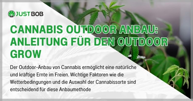 Cannabis Outdoor Anbau: Anleitung für den Outdoor Grow